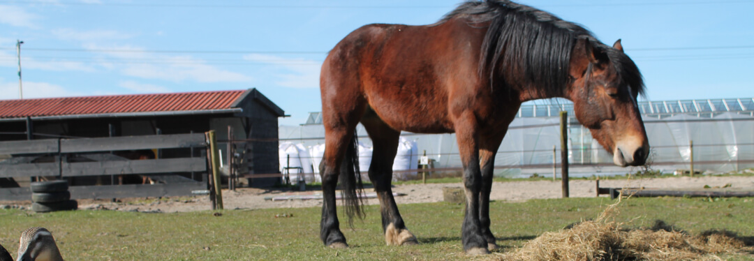 paard in de wei
