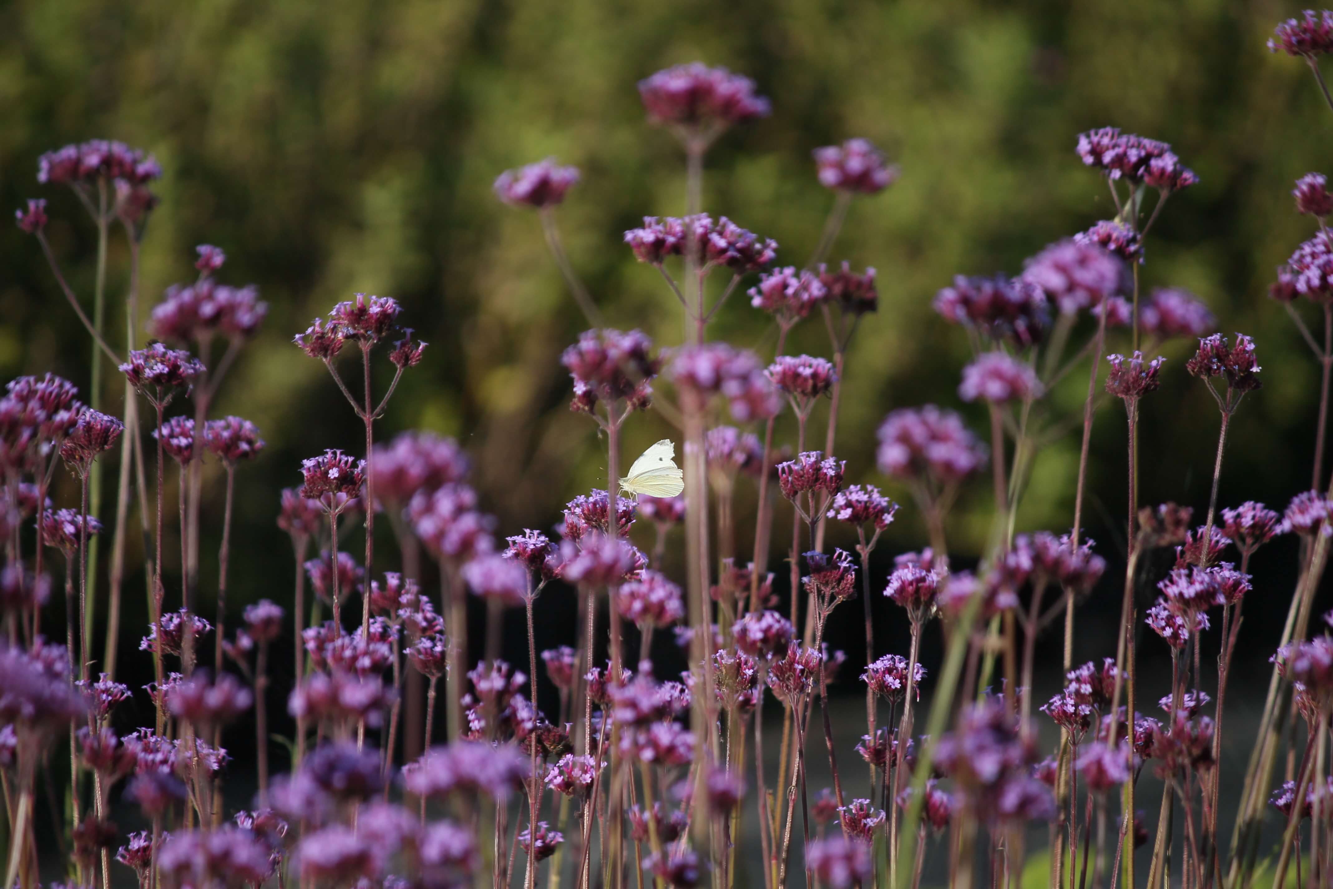 Paarse bloemen