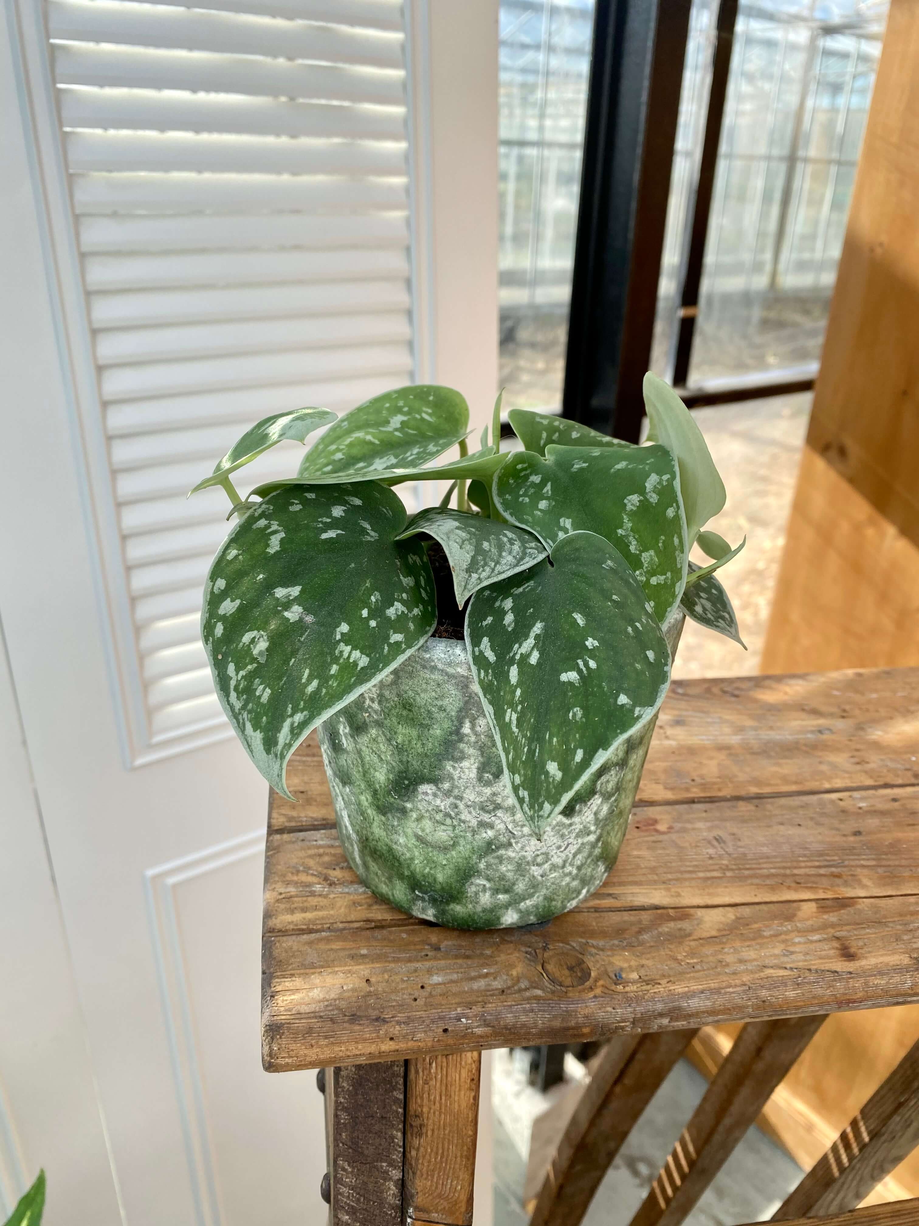 plant in pot